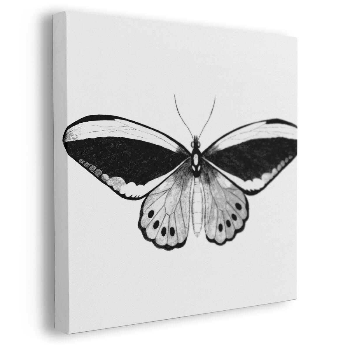 Tableau Noir et Blanc Papillon